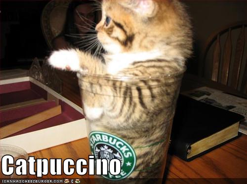 kot-w-cappuccino