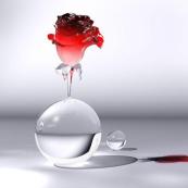 czerwona róża w szklanej kuli