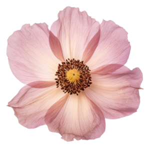 liliowy anemon, płatki i środek kwiatu