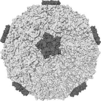 Rhinovirus wywołujący przeziębienie