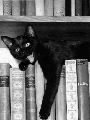 czarny kot na książkach