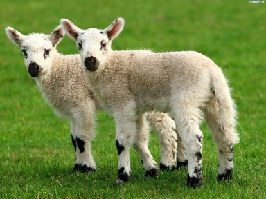 owieczki, foto